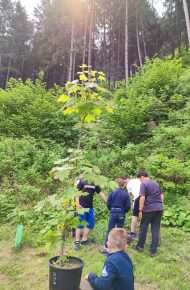 FESTA DEGLI ALBERI